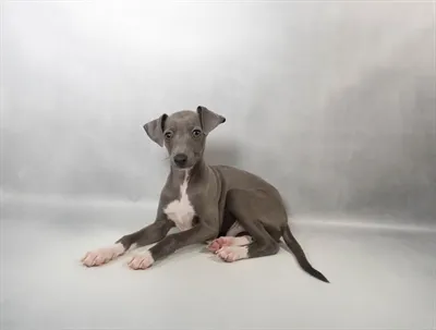 Male Italian Greyhound puppy for sale at Petland -  Ft Walton.