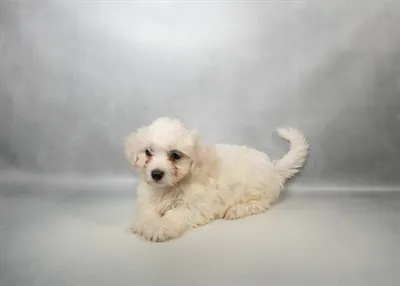 Female Coton De Tulear puppy for sale at Petland -  Ft Walton.