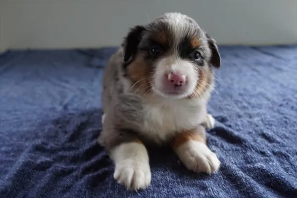 Male Australian Shepherd puppy for sale at Petland -  Ft Walton.
