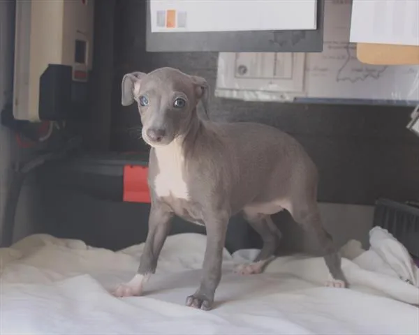 Female Italian Greyhound puppy for sale at Petland -  Ft Walton.