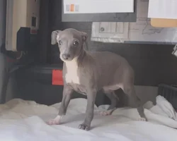 Female Italian Greyhound puppy for sale at Petland -  Ft Walton.