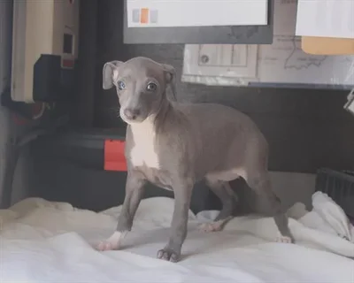 Female Italian Greyhound puppy for sale at Petland -  Ft Walton.