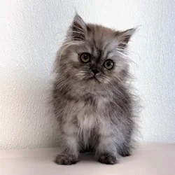 Female Persian puppy for sale at Petland - Pensacola.