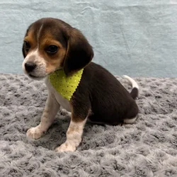 Male Beagle puppy for sale at Petland - Pensacola.