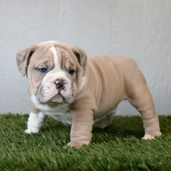 Male English Bulldog puppy for sale at Petland - Pensacola.