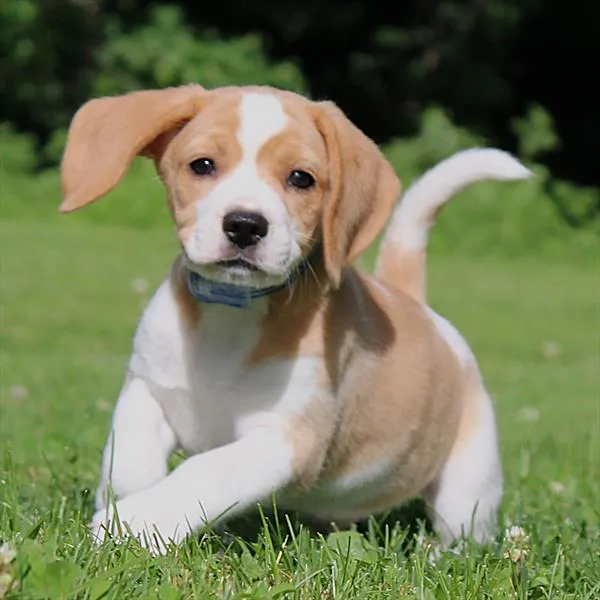 Male Beagle puppy for sale at Petland -  Ft Walton.