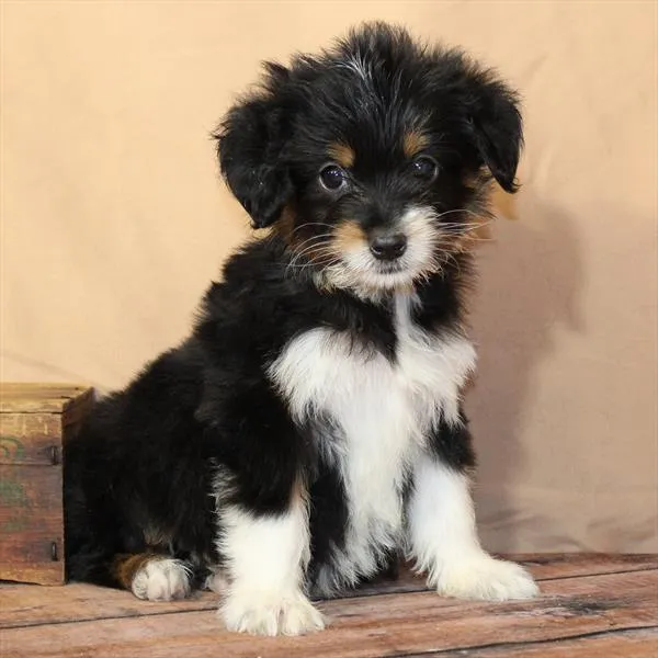 Female Aussiedoodle puppy for sale at Petland -  Ft Walton.