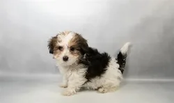 Female Havanese puppy for sale at Petland - Pensacola.