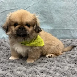 Male Pekingese puppy for sale at Petland - Pensacola.