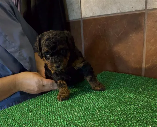 Female Miniature Bernedoodle 2Nd Gen puppy for sale at Petland -  Ft Walton.