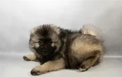 Female Keeshond puppy for sale at Petland -  Ft Walton.