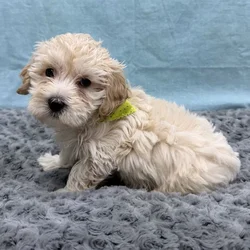 Male Poodle puppy for sale at Petland - Pensacola.