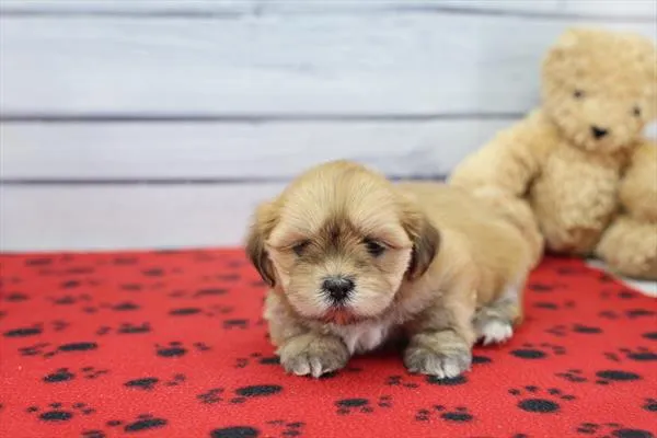 Female Lhasa Apso puppy for sale at Petland -  Ft Walton.