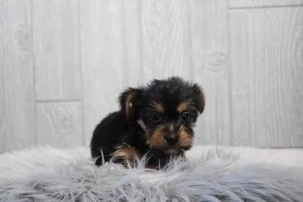 Female Silky Terrier puppy for sale at Petland -  Ft Walton.