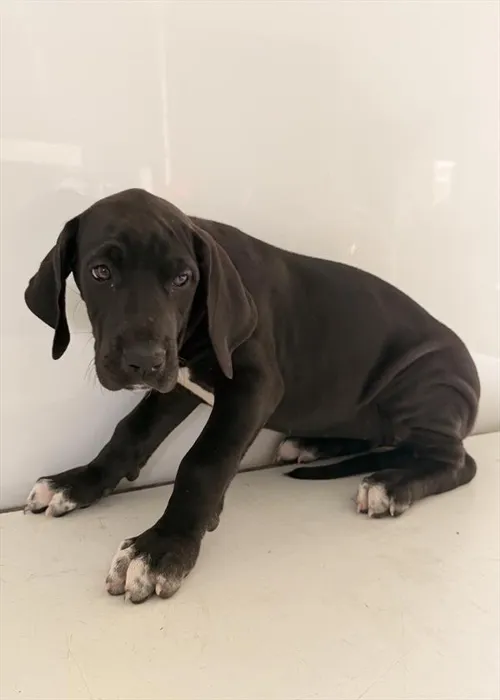 Female Great Dane puppy for sale at Petland - Pensacola.