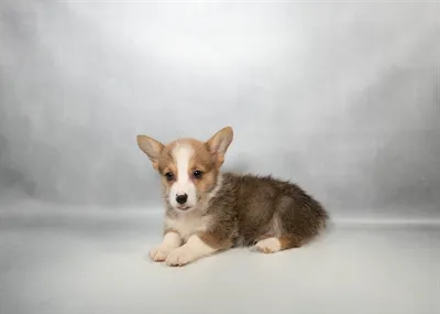 Female Pembroke Welsh Corgi puppy for sale at Petland -  Ft Walton.
