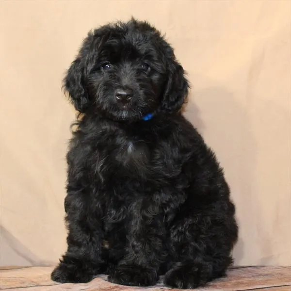 Male Aussiedoodle puppy for sale at Petland -  Ft Walton.