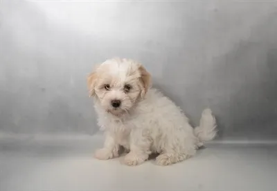 Male Havanese puppy for sale at Petland -  Ft Walton.