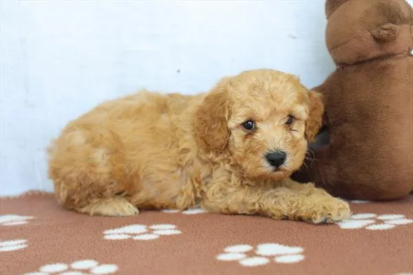 Male Poodle puppy for sale at Petland -  Ft Walton.