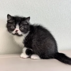 Male Exotic puppy for sale at Petland - Pensacola.