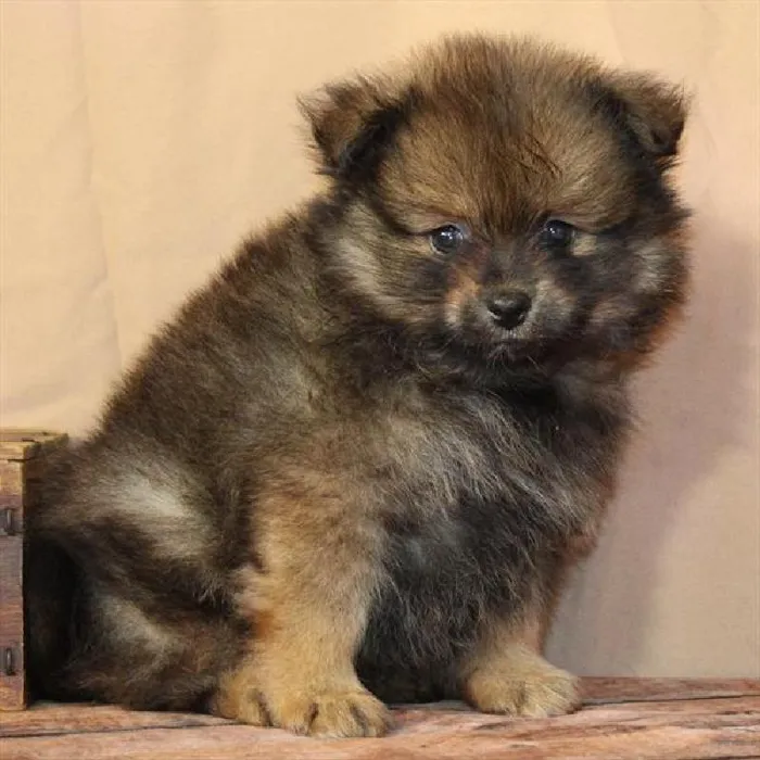 Male Pomeranian puppy for sale at Petland -  Ft Walton.