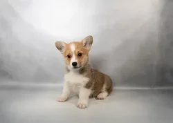 Female Pembroke Welsh Corgi puppy for sale at Petland -  Ft Walton.