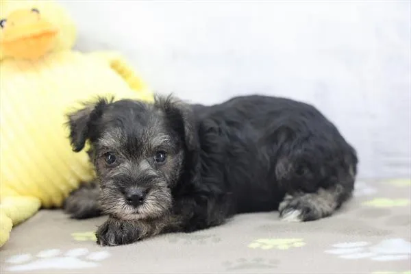 Female Miniature Schnauzer puppy for sale at Petland -  Ft Walton.