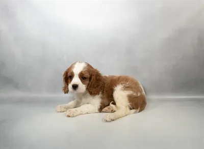 Male Cavalier King Charles Spaniel puppy for sale at Petland -  Ft Walton.