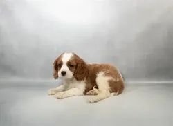 Male Cavalier King Charles Spaniel puppy for sale at Petland -  Ft Walton.