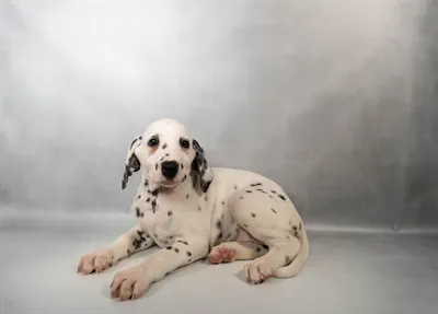 Female Dalmatian puppy for sale at Petland -  Ft Walton.