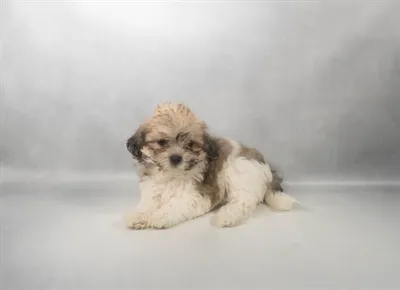 Female Teddy Bear puppy for sale at Petland -  Ft Walton.