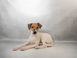 Male Italian Greyhound puppy for sale at Petland - Pensacola.