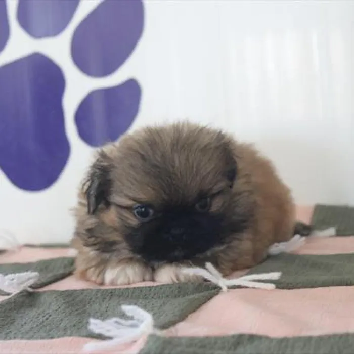 Male Pekingese puppy for sale at Petland -  Ft Walton.