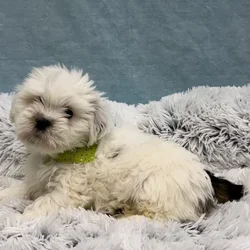 Male Lhasa Apso puppy for sale at Petland - Pensacola.
