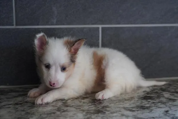 Male Shetland Sheepdog puppy for sale at Petland -  Ft Walton.
