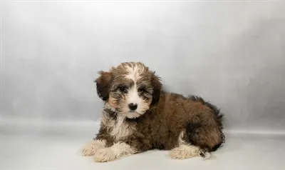 Female Havanese puppy for sale at Petland -  Ft Walton.