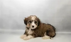 Female Havanese puppy for sale at Petland -  Ft Walton.