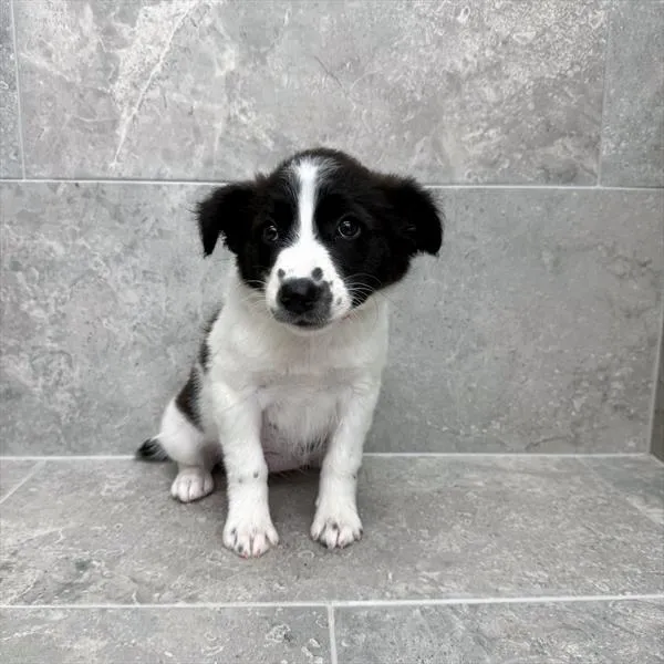 Female Australian Cattle Dog puppy for sale at Petland -  Ft Walton.