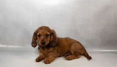 Female Dachshund puppy for sale at Petland -  Ft Walton.