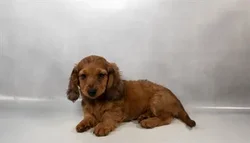 Female Dachshund puppy for sale at Petland -  Ft Walton.