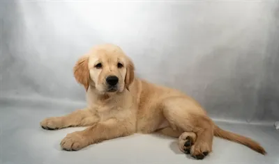 Female Golden Retriever puppy for sale at Petland -  Ft Walton.