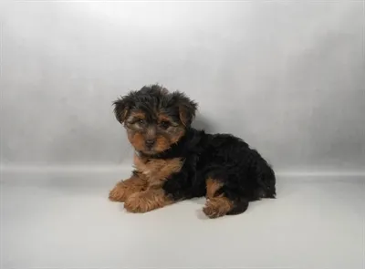Female Yorkshire Terrier puppy for sale at Petland -  Ft Walton.