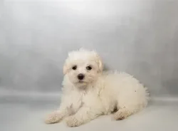 Male Maltese puppy for sale at Petland - Pensacola.