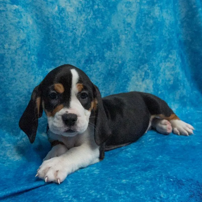 Female Basset Hound-Old English Bulldog Puppy for sale