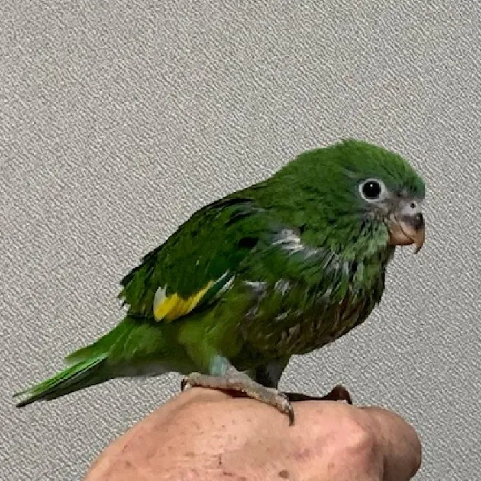 Unknown Canary Winged Parakeet Bird for sale