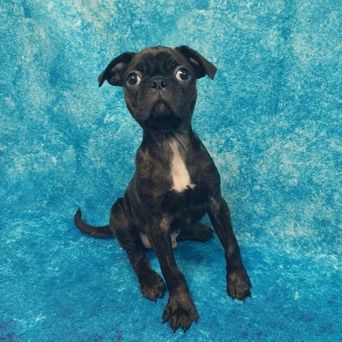 Male Bugg Puppy for sale