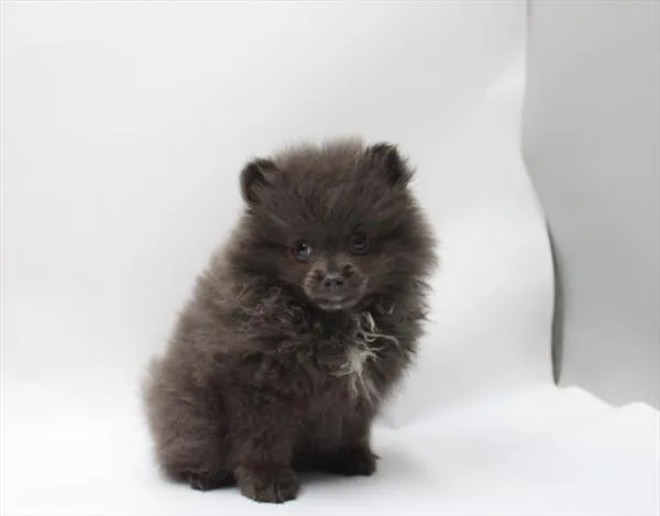 Female Pomeranian puppy for sale at Petland -  Ft Walton.