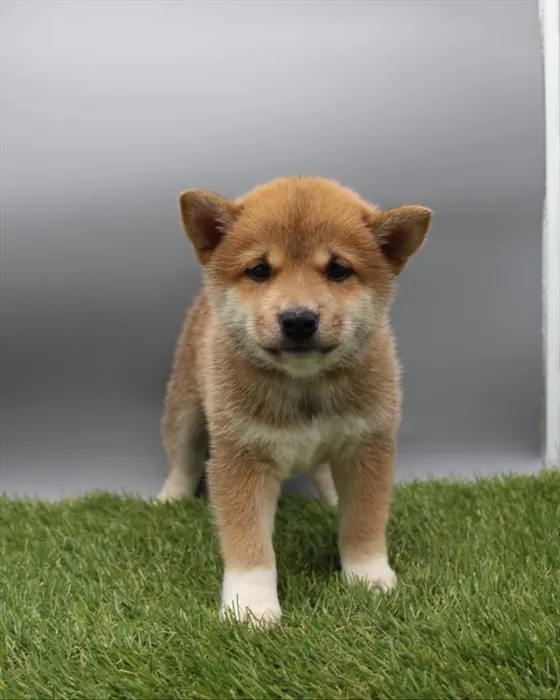 Male Shiba Inu puppy for sale at Petland -  Ft Walton.