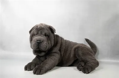 Female Shar Pei puppy for sale at Petland -  Ft Walton.