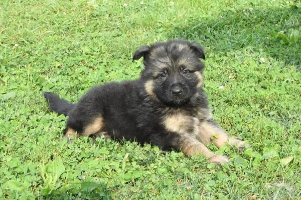 Male German Shepherd puppy for sale at Petland -  Ft Walton.